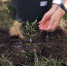 В честь юбилея города в Надыме посадили 50 саженцев сирени - ТРК Надым