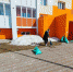 В Надымском районе стартовала Всероссийская экологическая акция «Зеленая весна» - ТРК Надым