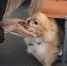 Авиакомпания «Ямал» расширяет возможности по перевозке домашних питомцев - ТРК Надым